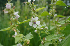 Althaea officinalis