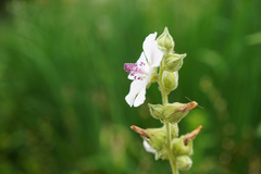 Althaea officinalis