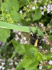 Bombus cryptarum