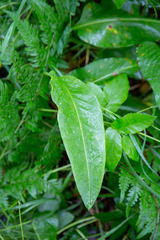 Bistorta officinalis