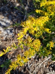 Solidago chapmanii