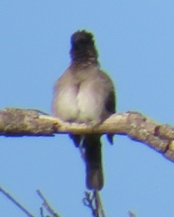 Pycnonotus barbatus layardi