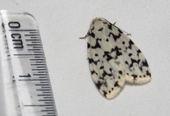 Aemene taprobanis
