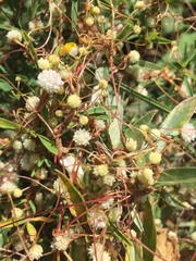 Cuscuta approximata