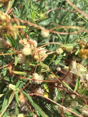 Cuscuta approximata
