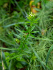 Galium rivale