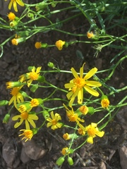 Senecio lemmonii