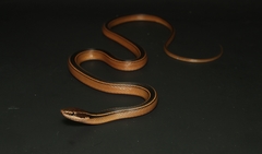 Coniophanes schmidti