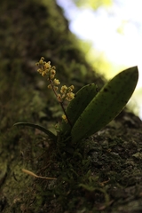 Trichocentrum pumilum