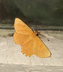 Angerona