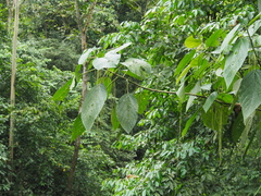 Myriocarpa longipes