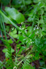 Galium rivale