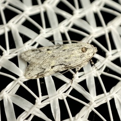 Stenoptena icmaea