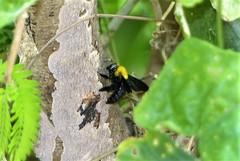 Xylocopa minor