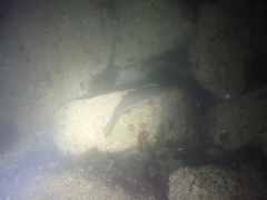 Pollachius pollachius