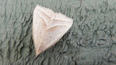 Macrochilo absorptalis
