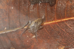 Eriophora fuliginea image