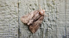 Chytonix palliatricula