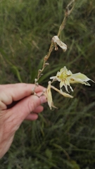 Gladiolus permeabilis edulis