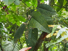 Ardisia nigropunctata