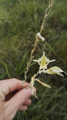 Gladiolus permeabilis edulis