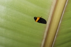 Phymatostetha deschampsi