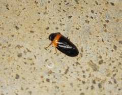 Phymatostetha deschampsi