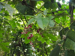 Ardisia nigropunctata