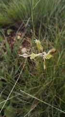 Gladiolus permeabilis edulis