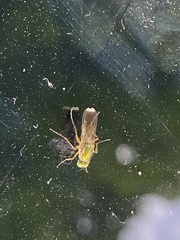 Poecilobothrus nobilitatus