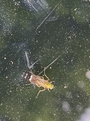 Poecilobothrus nobilitatus