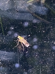 Poecilobothrus nobilitatus