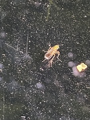 Poecilobothrus nobilitatus
