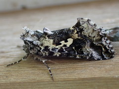Syngrapha rectangula
