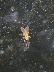 Poecilobothrus nobilitatus