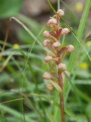 Dactylorhiza viridis