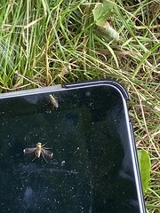 Poecilobothrus nobilitatus