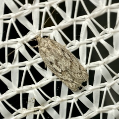 Acantholena siccella