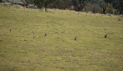 Osphranter robustus robustus