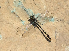 Arigomphus villosipes