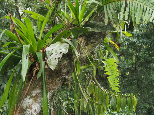 Anthurium upalaense · iNaturalist