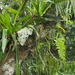 Anthurium upalaense - Photo (c) Lena Struwe, algunos derechos reservados (CC BY-SA), uploaded by Lena Struwe