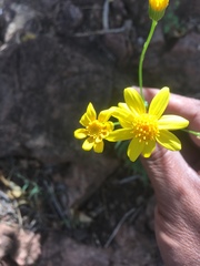 Senecio lemmonii
