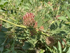 Glycyrrhiza echinata