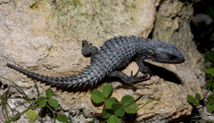 Cordylus macropholis