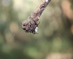 Micrathena nigrichelis