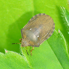 Eurygaster testudinaria
