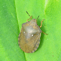 Eurygaster testudinaria