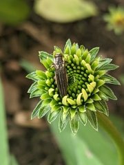 Agrilus ferrisi
