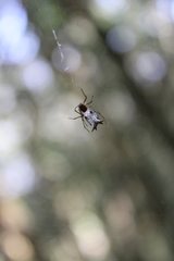 Micrathena nigrichelis